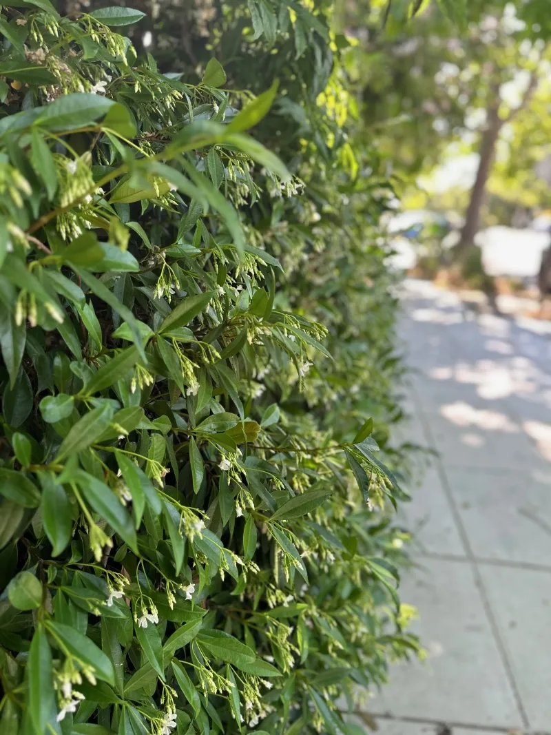 Trachelospermum jasminoides