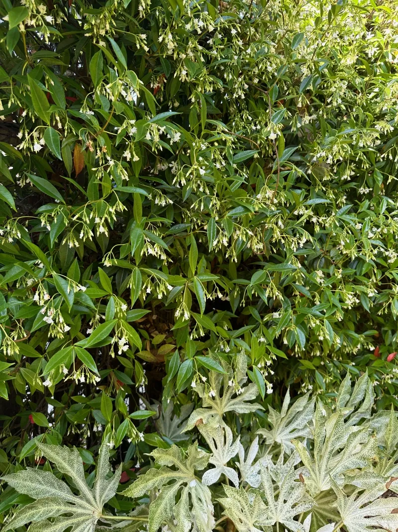 Trachelospermum jasminoides, foto 2