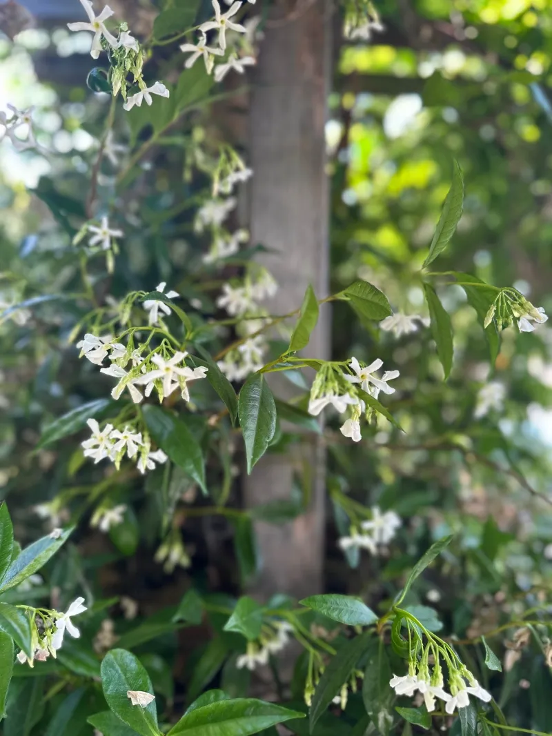 Trachelospermum jasminoides, foto 3