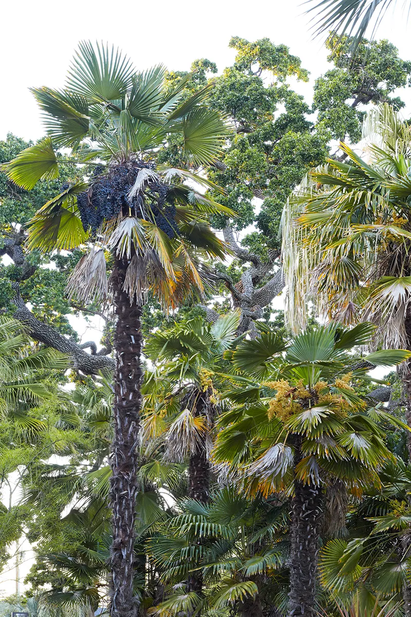 Trachycarpus fortunei