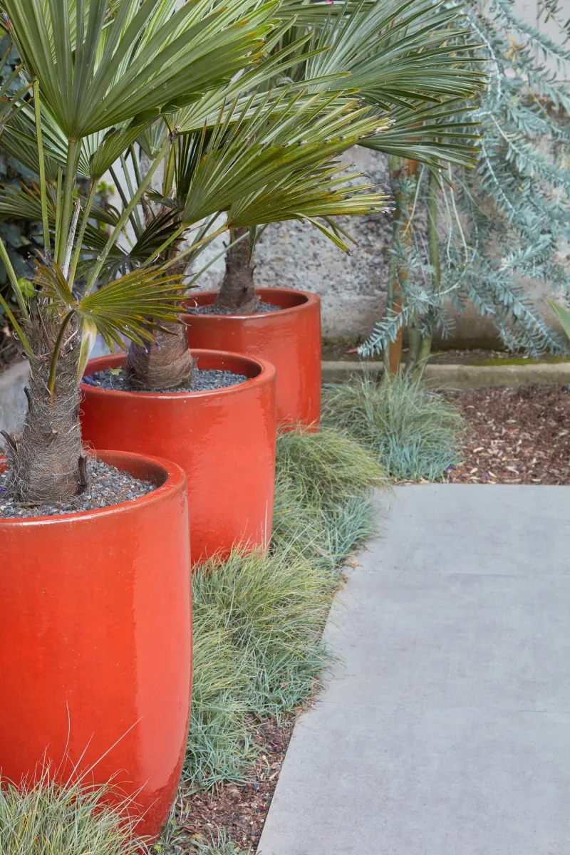 Trachycarpus fortunei, foto 2