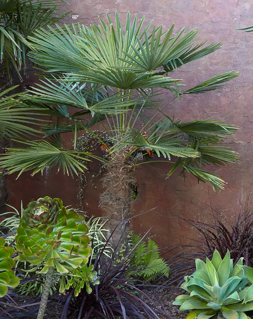 Trachycarpus fortunei, foto 3