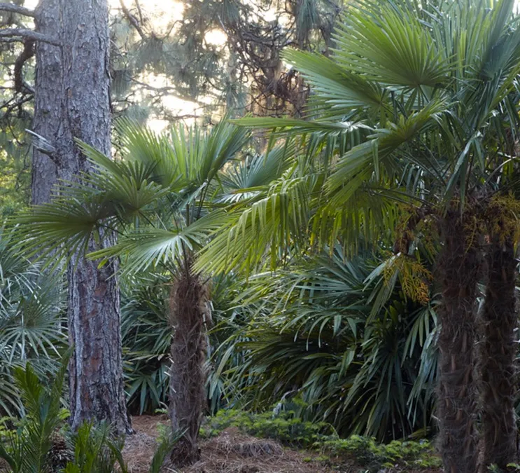 Trachycarpus fortunei, foto 4