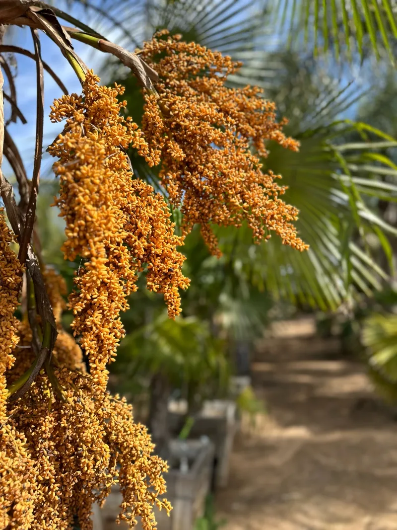 Trachycarpus martianus, foto 2
