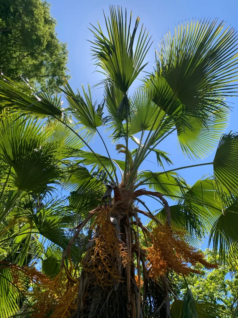 Trachycarpus martianus, foto 3
