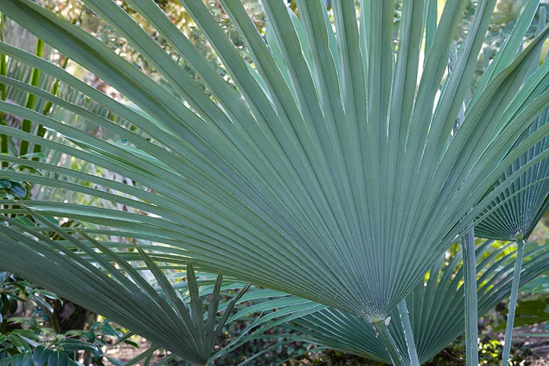 Trachycarpus princeps