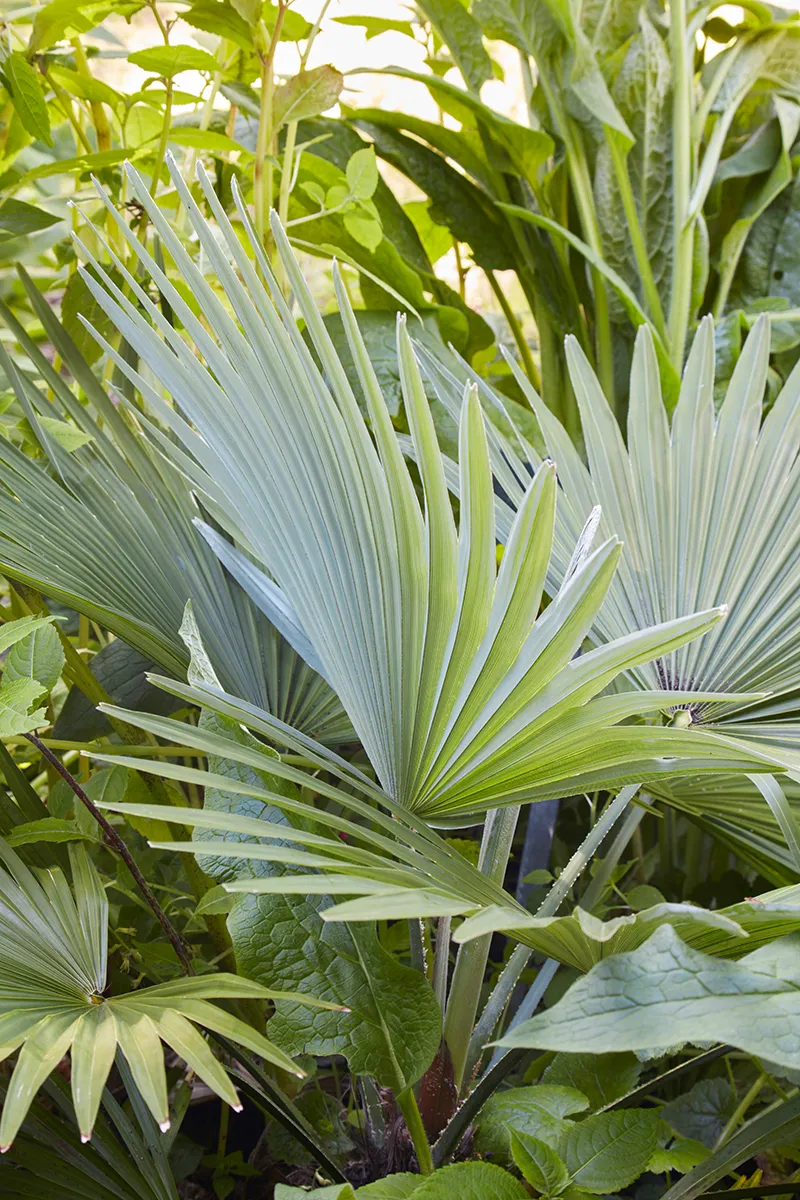 Trachycarpus princeps, foto 2