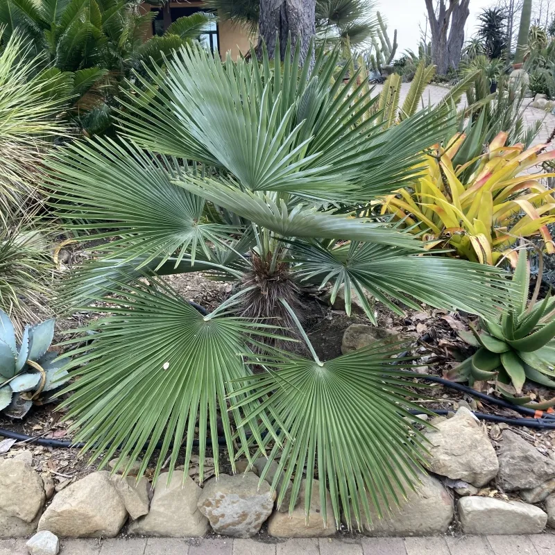 Trachycarpus princeps, foto 3