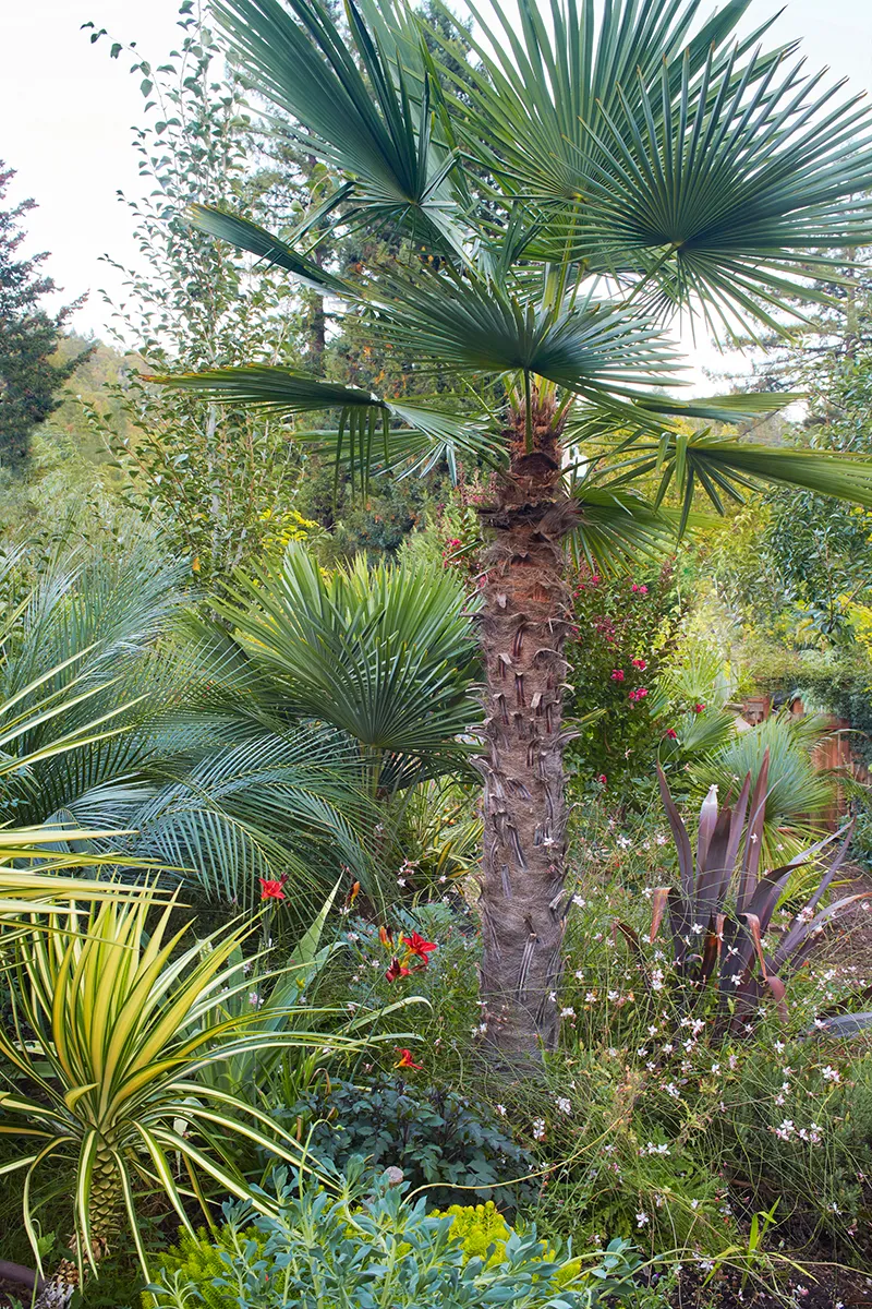 Trachycarpus takil