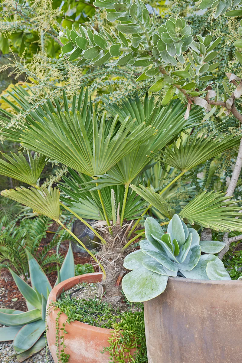 Trachycarpus wagnerianus, foto 2