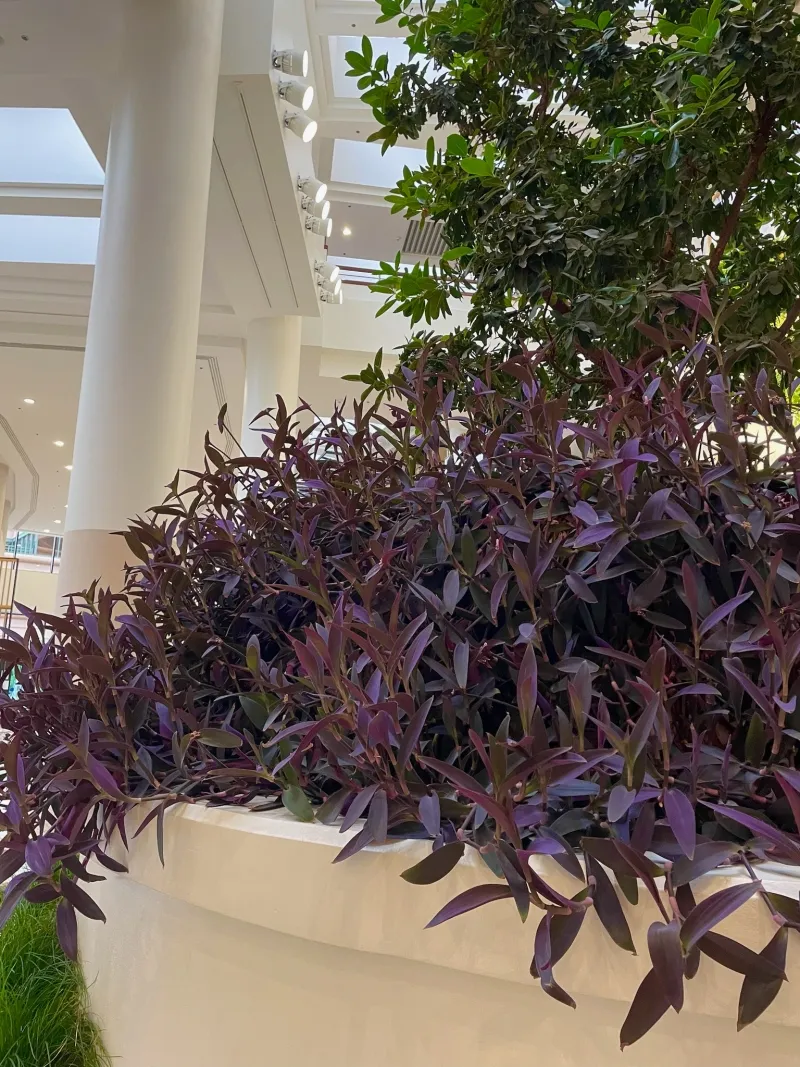 Tradescantia pallida ‘Purpurea’