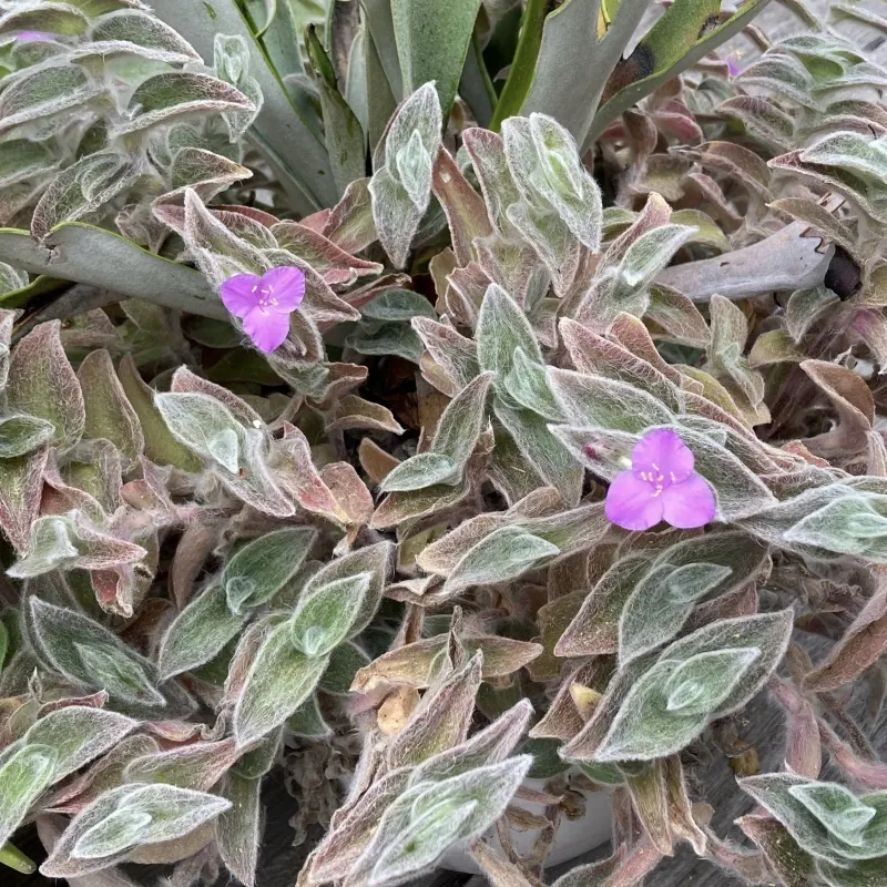 Tradescantia sillamontana ‘White Velvet’