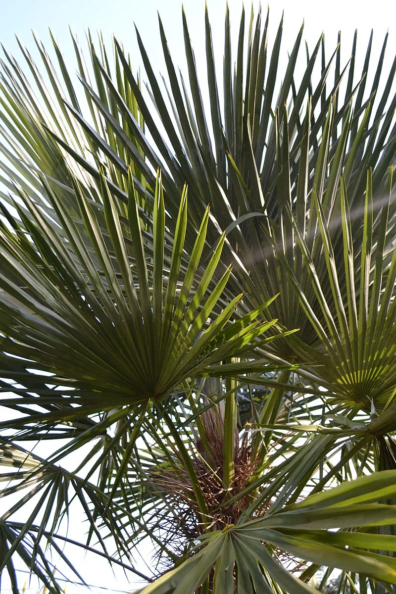 Trithrinax acanthocoma, foto 2