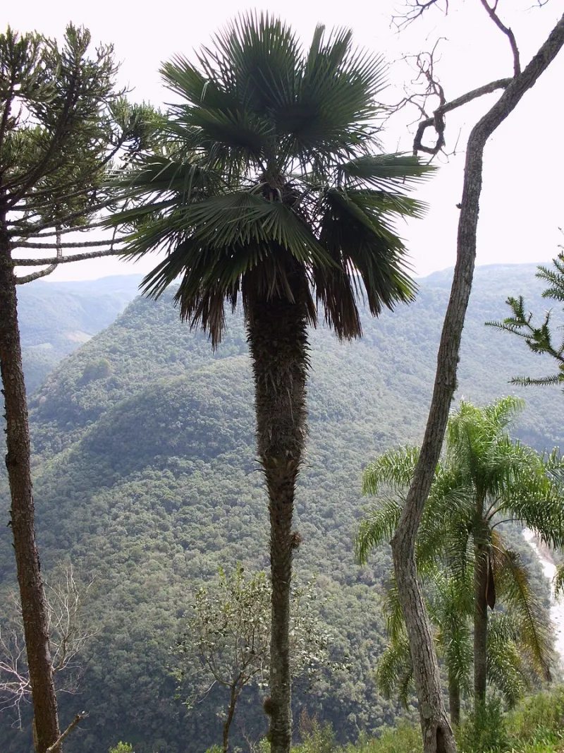 Trithrinax acanthocoma, foto 3