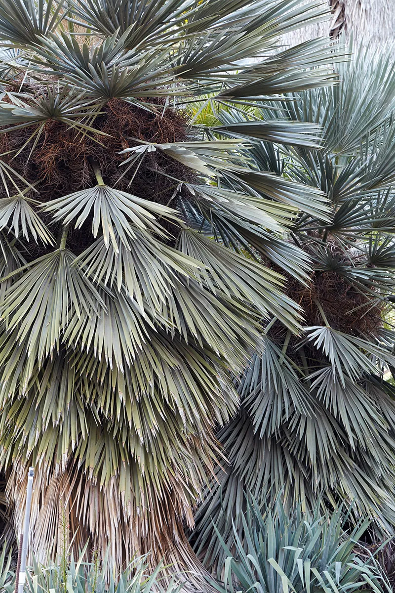 Trithrinax campestris, foto 2