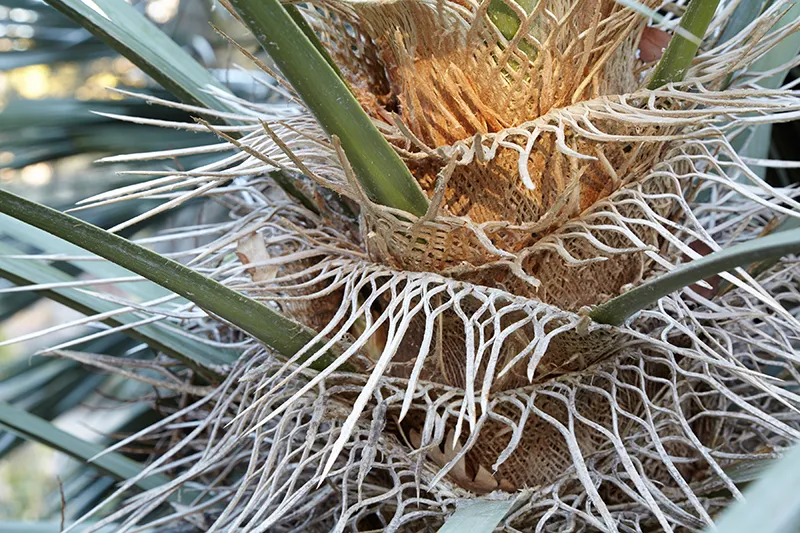 Trithrinax campestris, foto 3