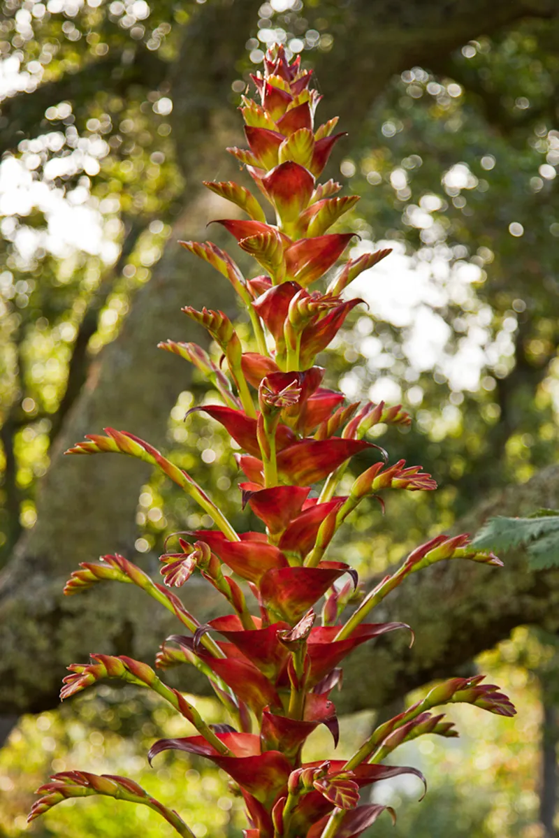 Vriesea imperialis, foto 4