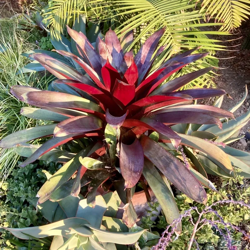 Vriesea imperialis, foto 6