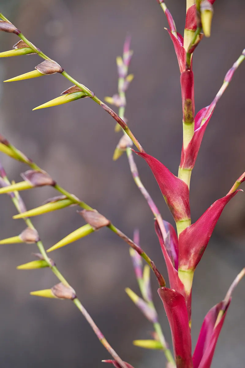 Vriesea philippocoburgii, foto 2