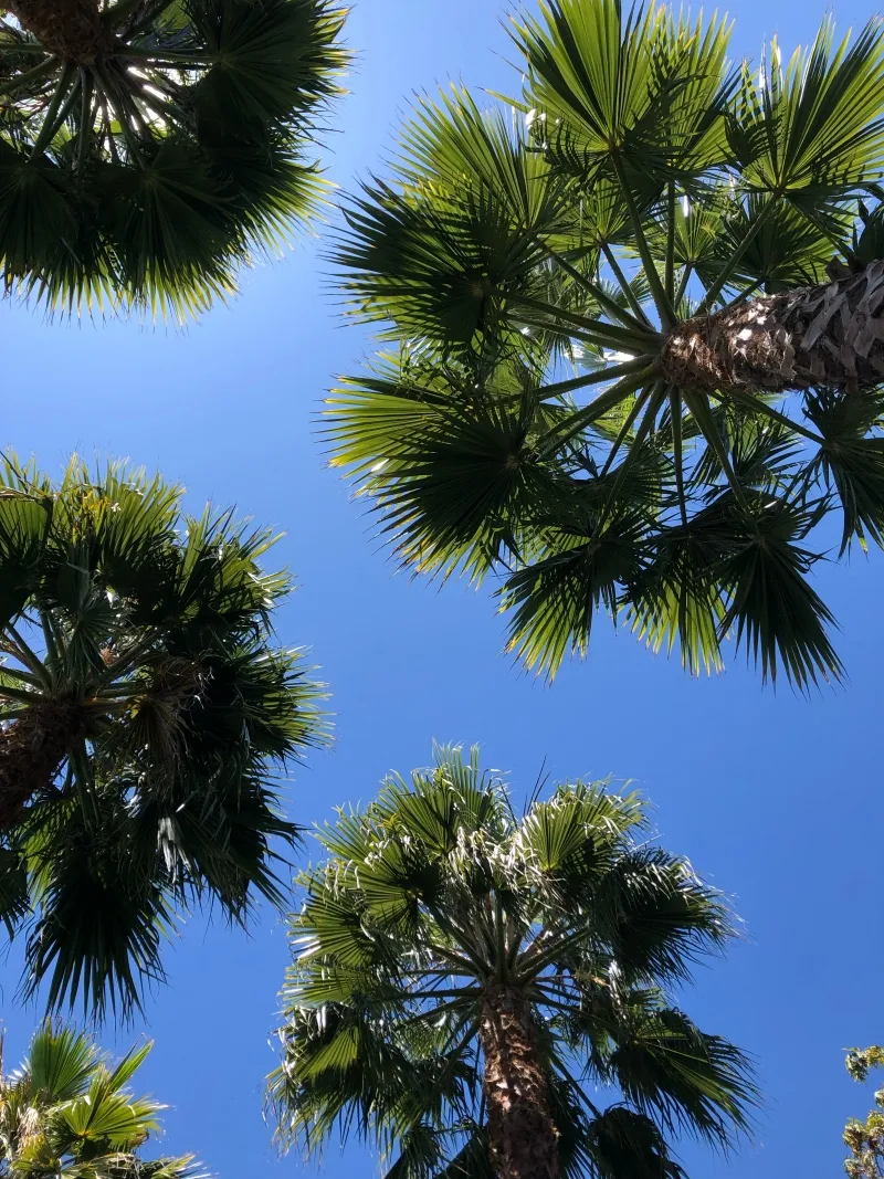 Washingtonia robusta, foto 3