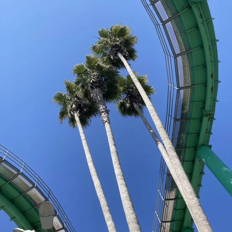 Washingtonia robusta, foto 5