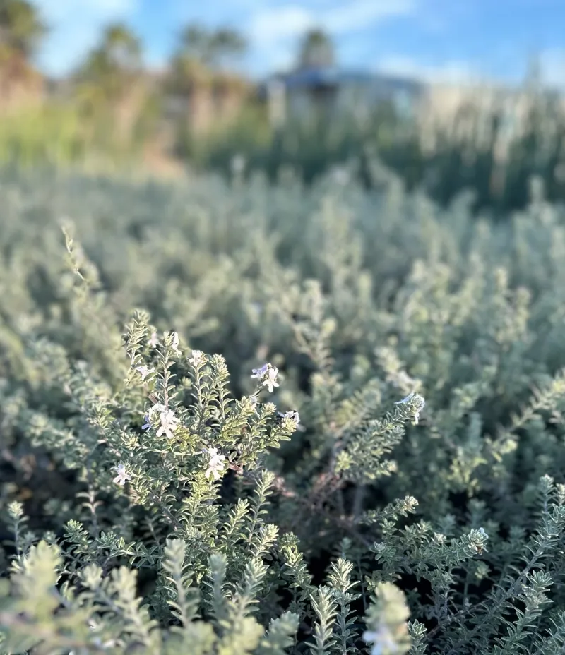 Westringia fruticosa ‘Smokey’