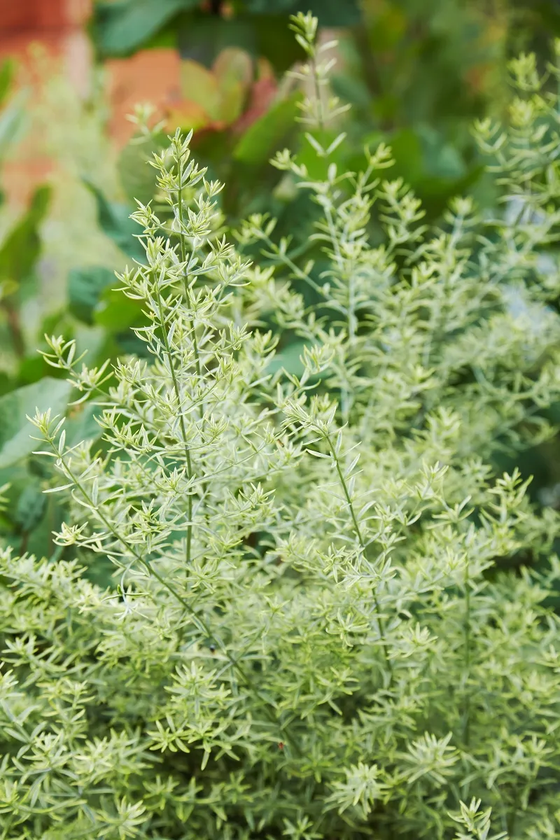 Westringia ‘Wynyabbie Highlight’