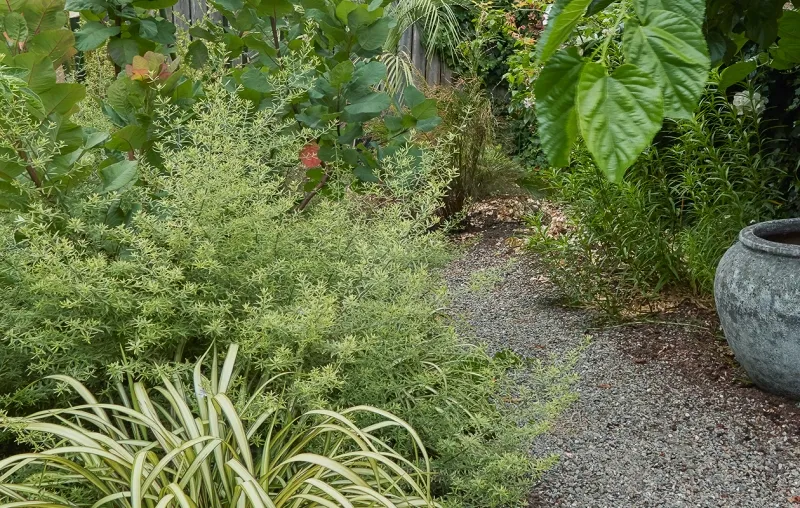 Westringia ‘Wynyabbie Highlight’, foto 2