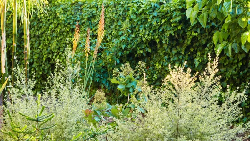 Westringia ‘Wynyabbie Highlight’, foto 3