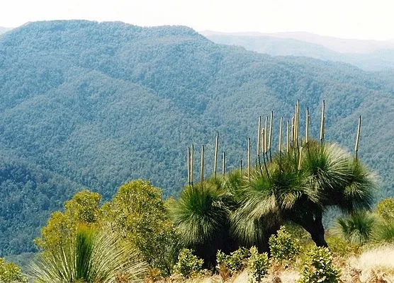 Xanthorrhoea glauca, foto 2