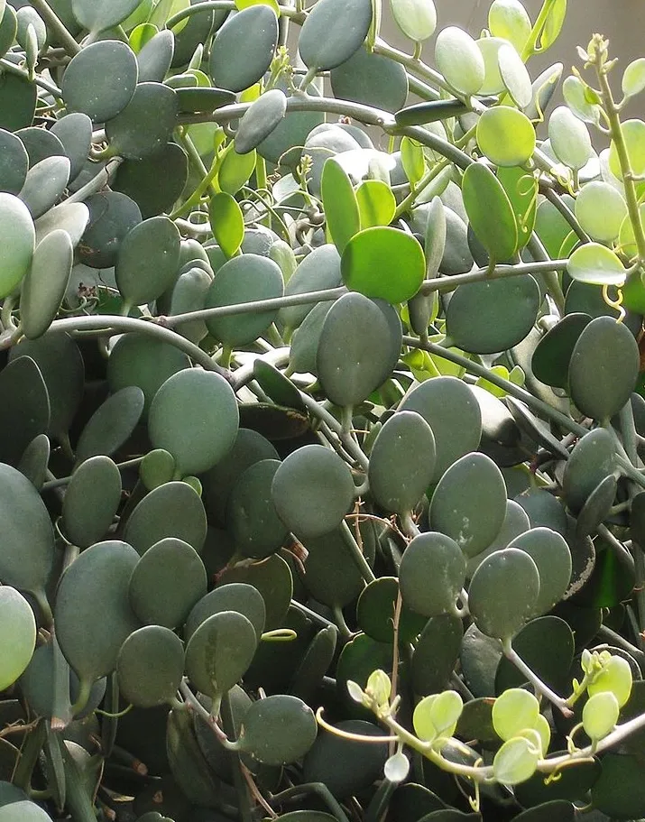 Xerosicyos danguyi, foto 2