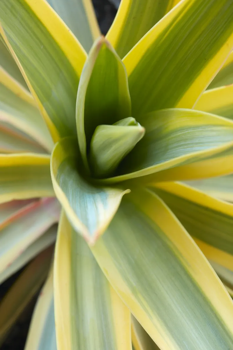 Yucca ‘Bright Star’