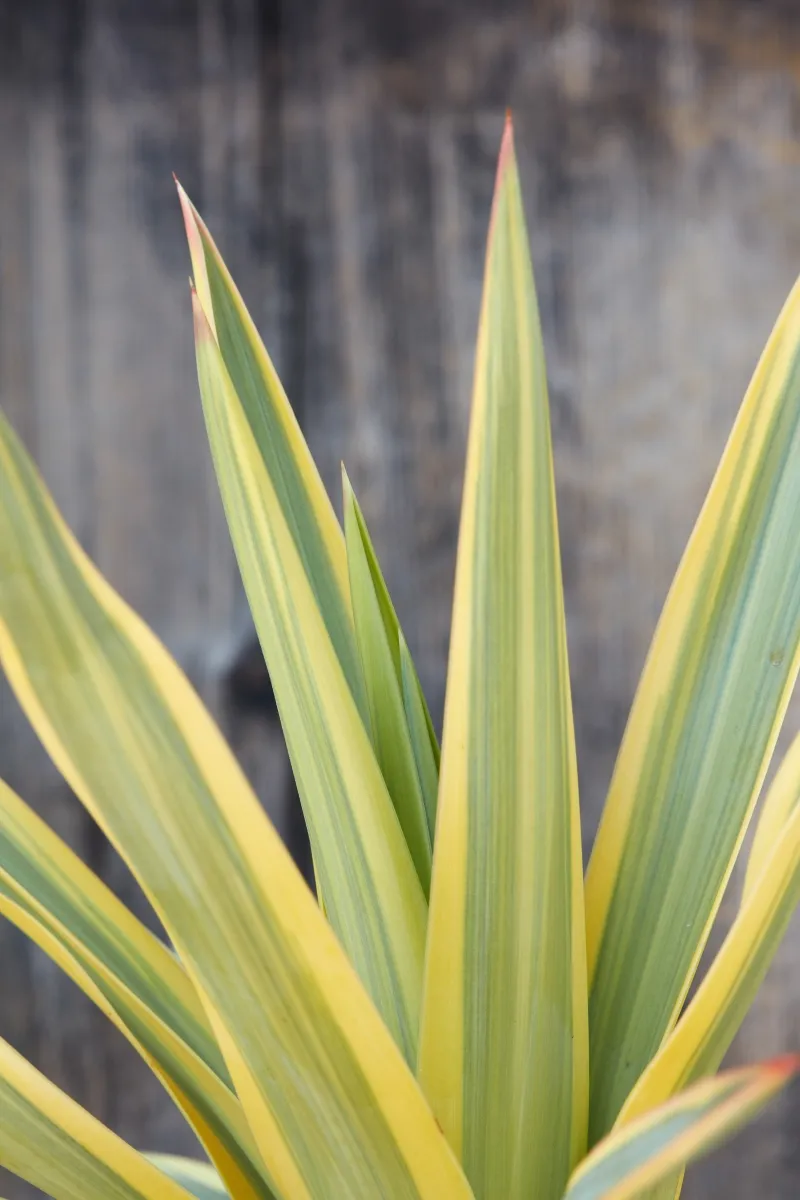 Yucca ‘Bright Star’, foto 2
