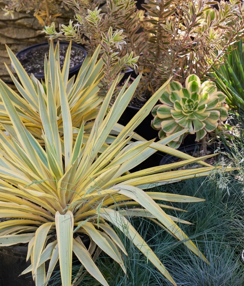 Yucca ‘Bright Star’, foto 3