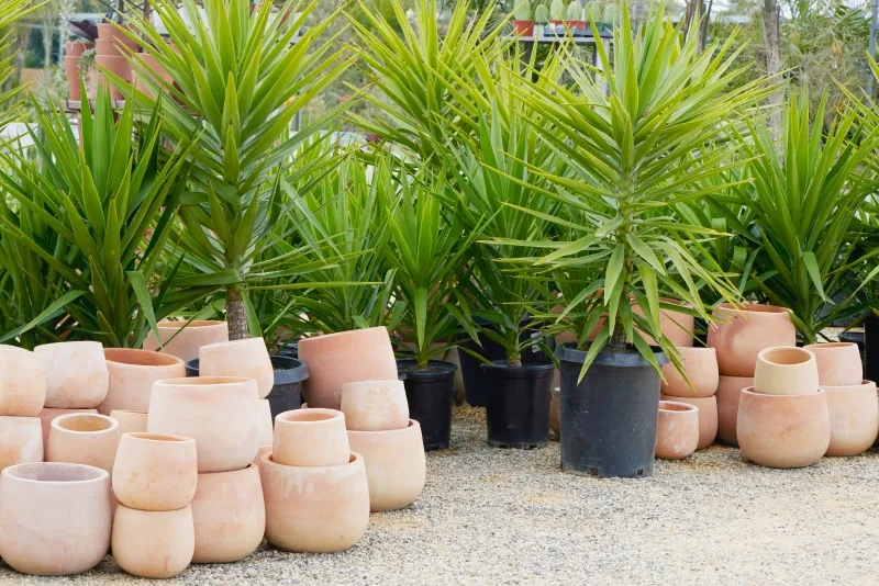 Yucca elephantipes, foto 2