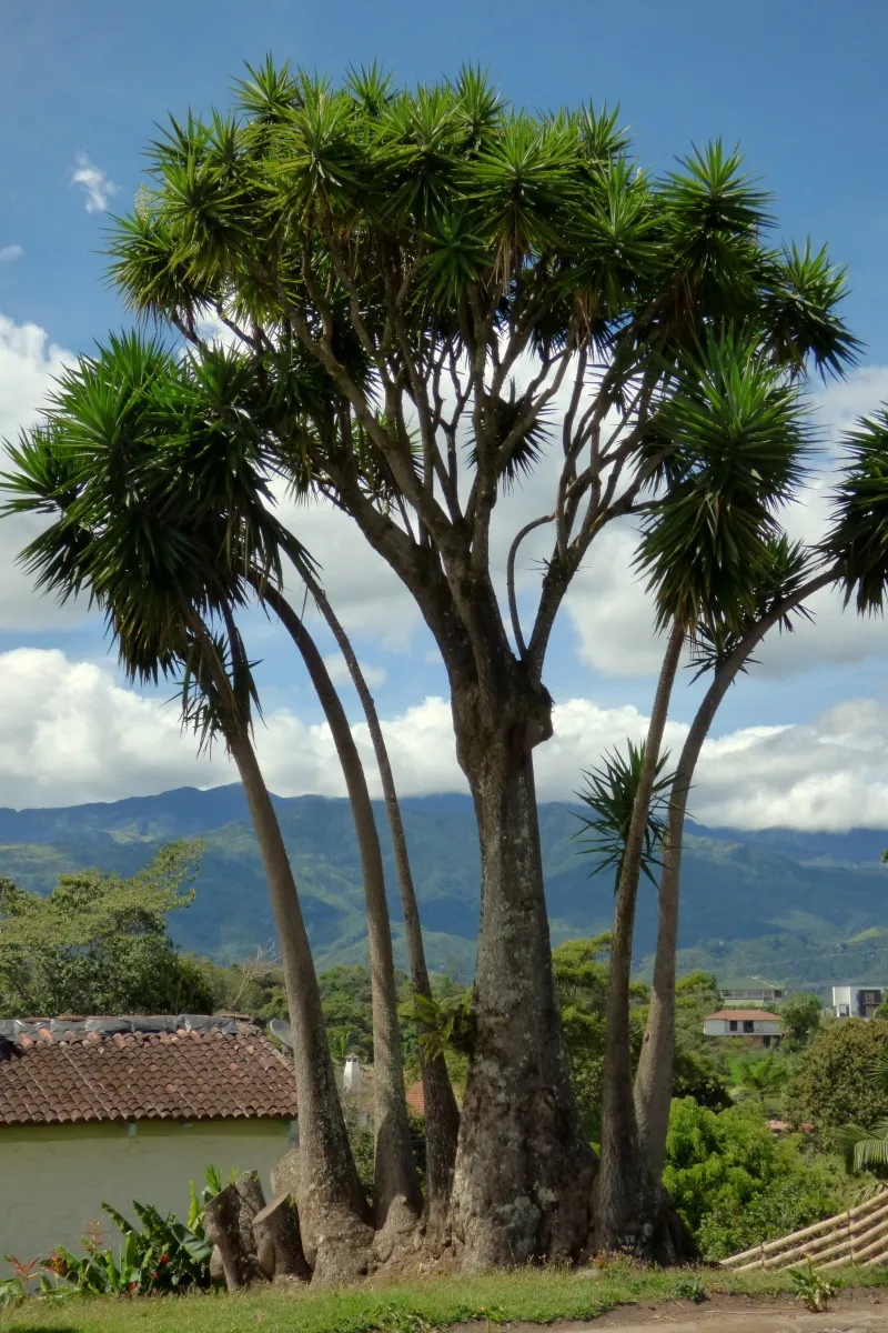Yucca elephantipes, foto 3