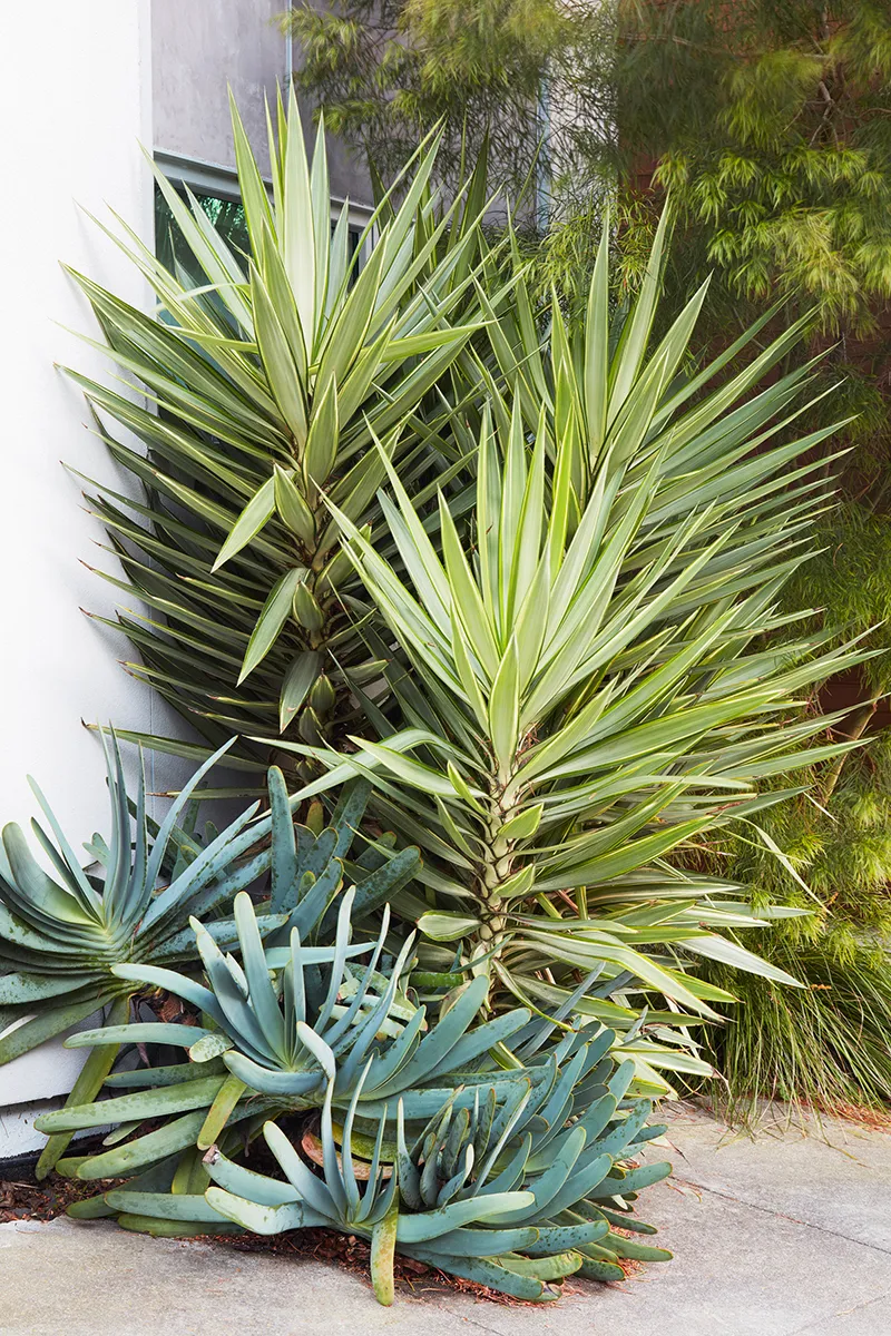 Yucca elephantipes ‘Jewel’, foto 2
