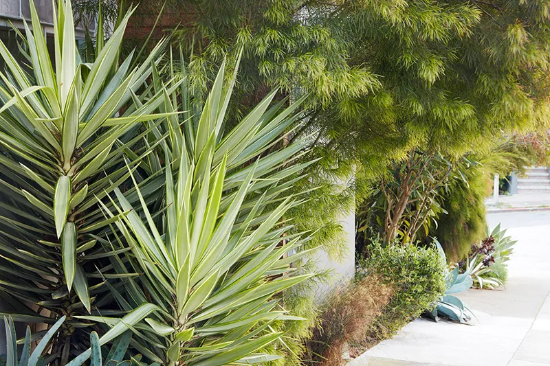 Yucca elephantipes ‘Jewel’, foto 3