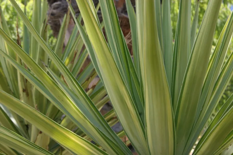 Yucca elephantipes ‘Jewel’, foto 4