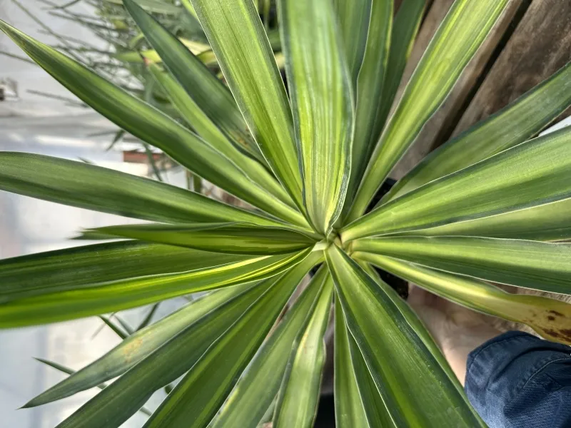 Yucca elephantipes ‘Queen Giant’