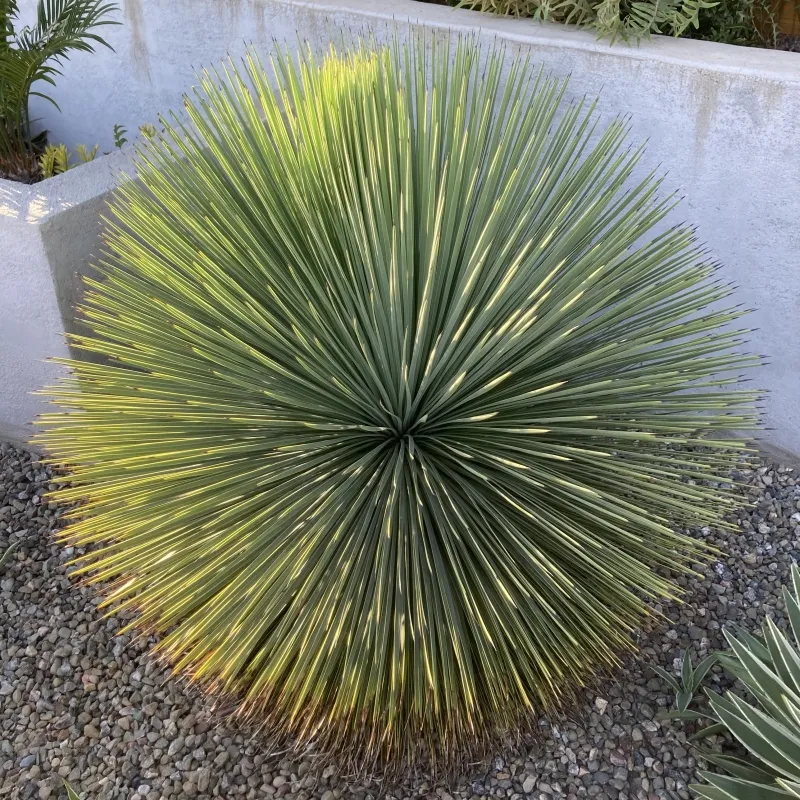 Yucca linearifolia, foto 2