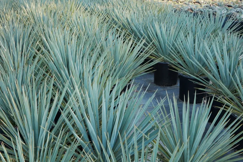 Yucca rigida ‘Blue Sentry’